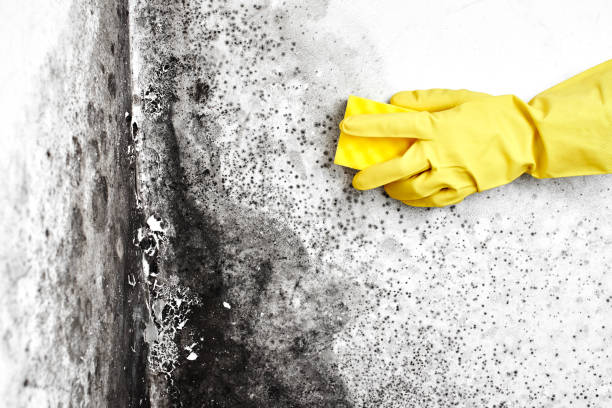 Professional Mold Removal in Kiln, MS