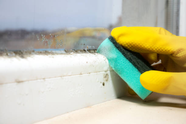 Best Same-Day Mold Removal  in Kiln, MS