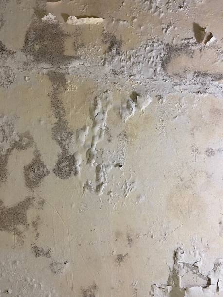 Best Mold Damage Repair  in Kiln, MS