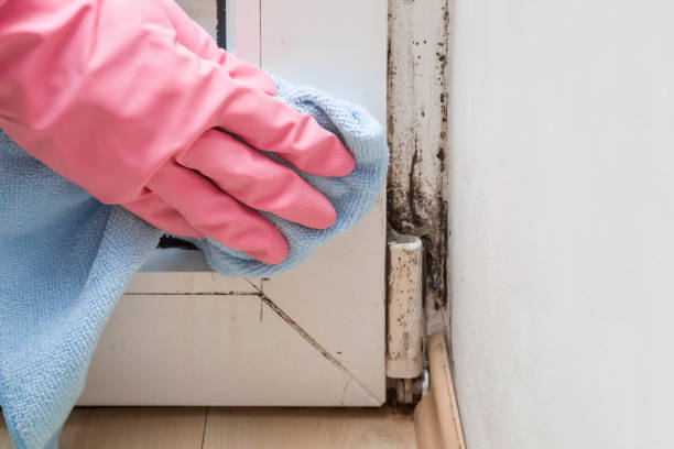 Attic Mold Removal in Kiln, MS